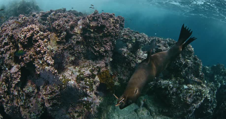 A seal swims with a fish in its mouth