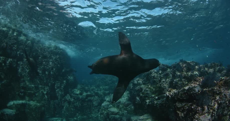Seals swimming near a reef