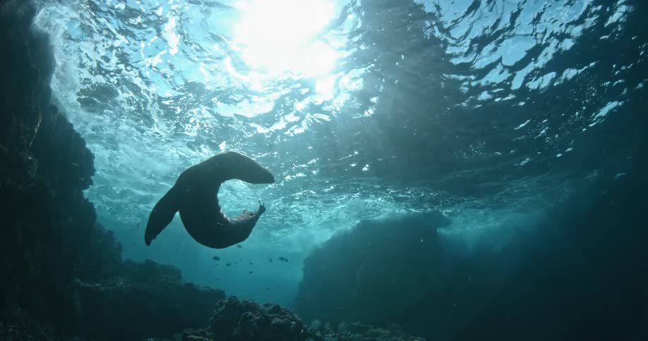 A seal swims to the surface underwater