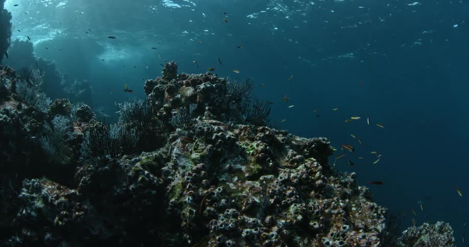 Fish swim close to the rocks underwater