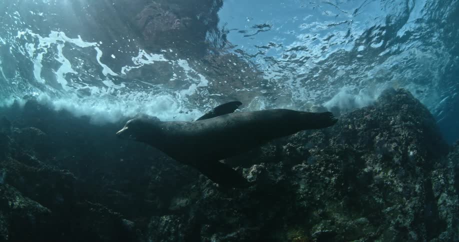 A large sea lion is swimming between two divers
