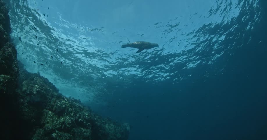 A sea lion swims near the ocean surface