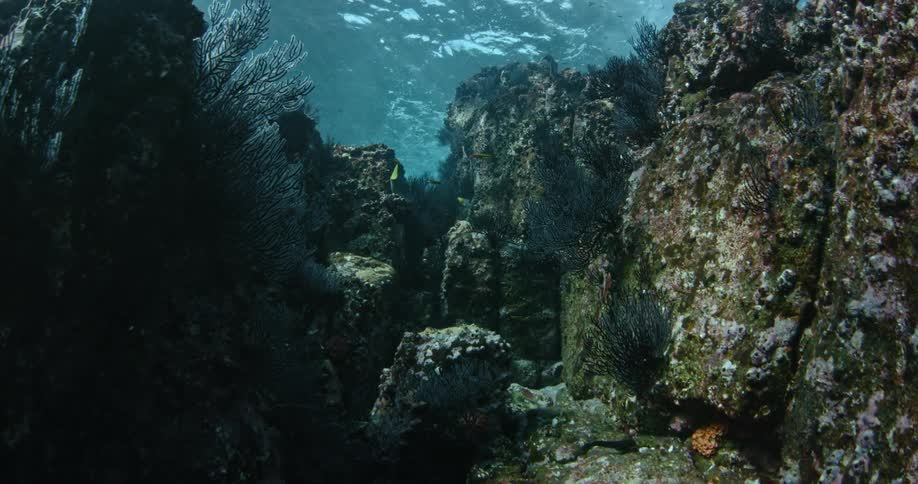 Fish swimming among large rocks on the ocean floor