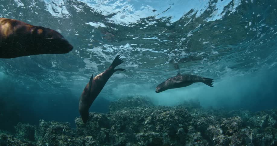 Sea lions swim in the ocean