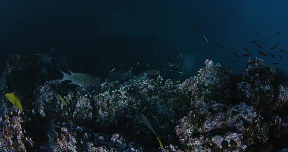 A bunch of fish are swimming near the bottom of the ocean bed