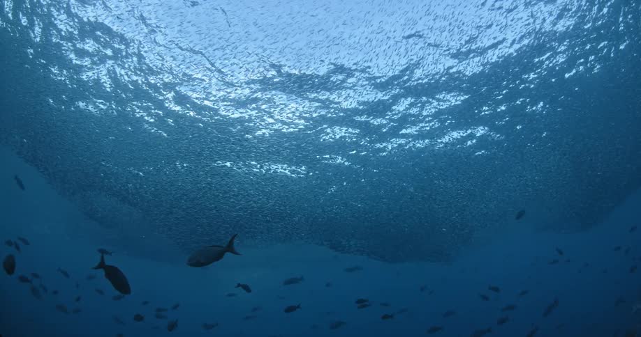 Fish swim in the ocean as water ripples overhead