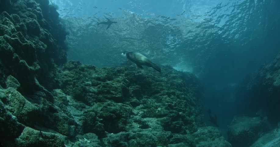 Seal swims over some rocks on the ocean floor