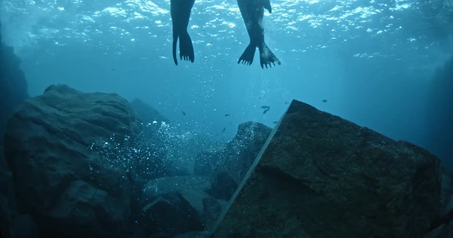 Two sea lions swim up toward the ocean's surface