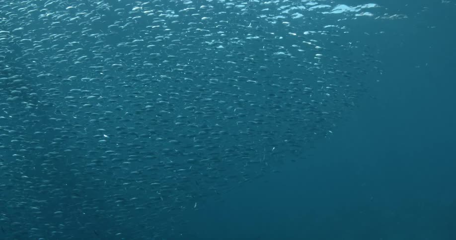 Fish swimming in the ocean