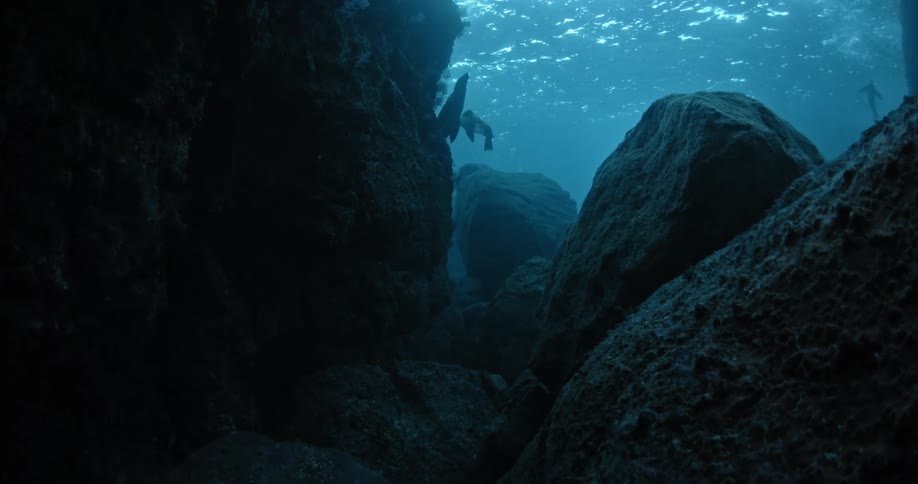 Seals swim underwater near some rocks ahead