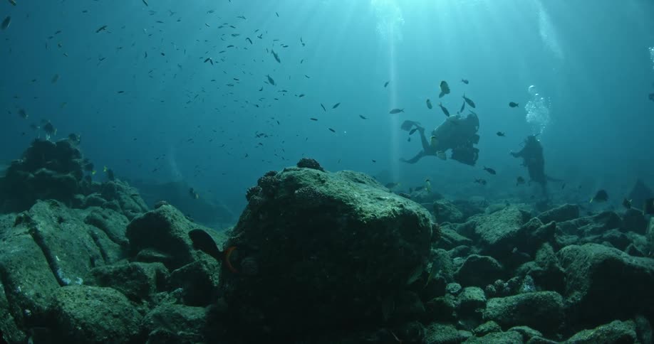 Scuba divers swim around fish underwater