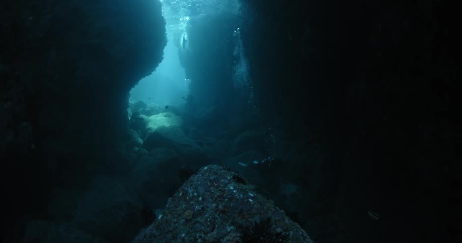 Divers swim in the ocean
