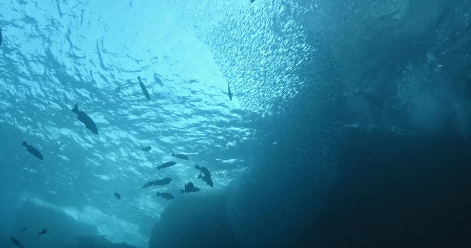 A large group of fish are swimming in the ocean