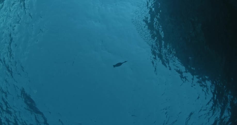 Marine life swims in the ocean
