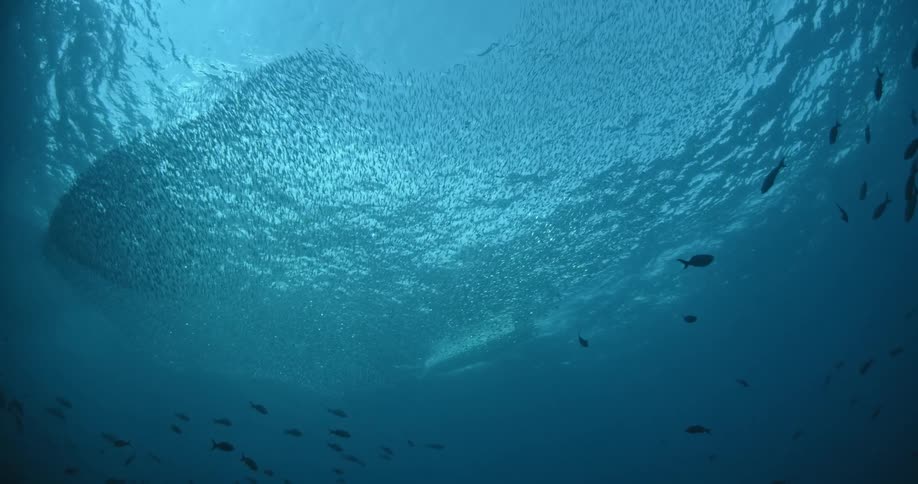 Fish are swimming in the water above by the surface