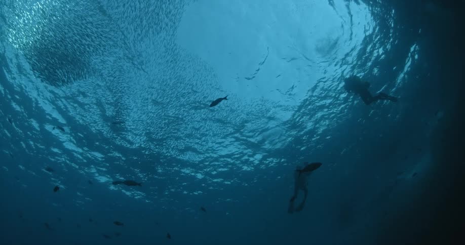 Two divers are swimming and filming in the ocean