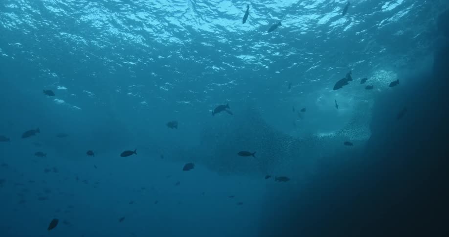 Fish swimming about in gray water