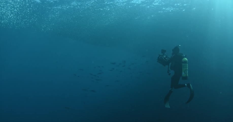 A dive is filming a school of fish underwater