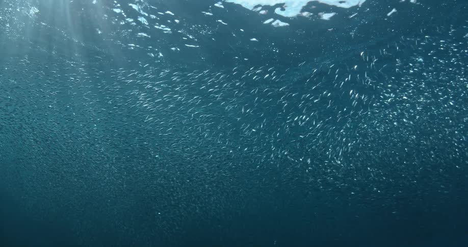 A school of tiny fish near the surface