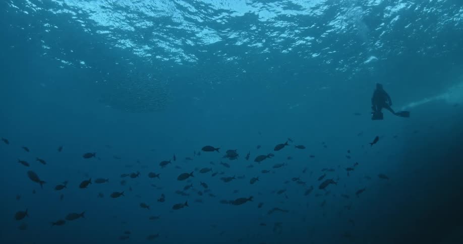 A diver swims around fish in the ocean