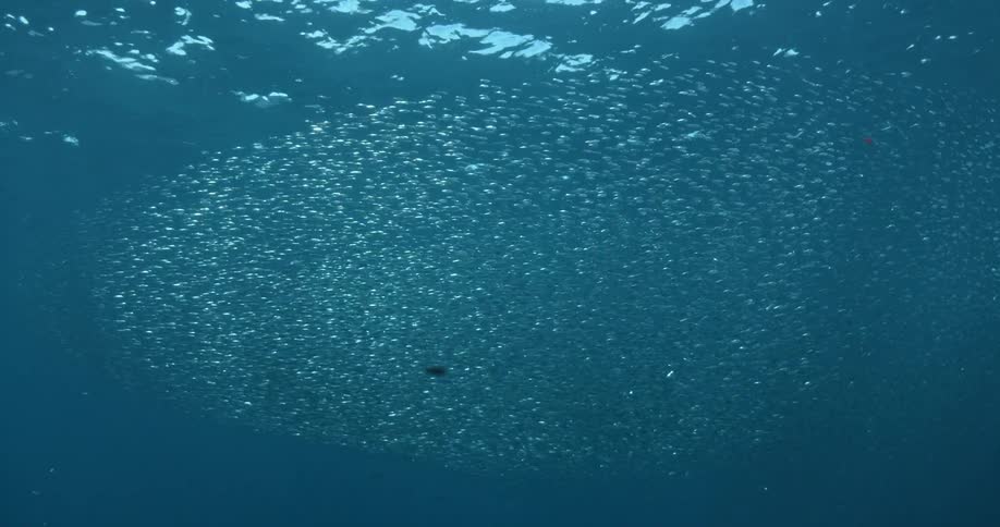 School of fish swim in the ocean