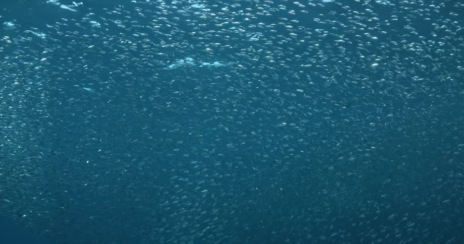 Shimmering water is seen from underneath