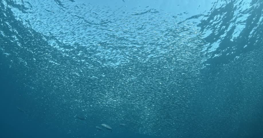 Thousands of small fish swimming near the water surface