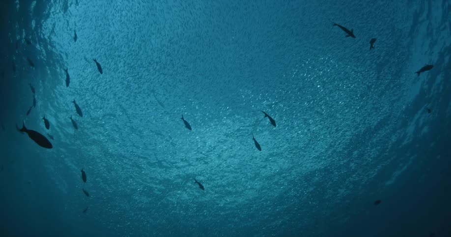Fish swim in the water up towards the surface