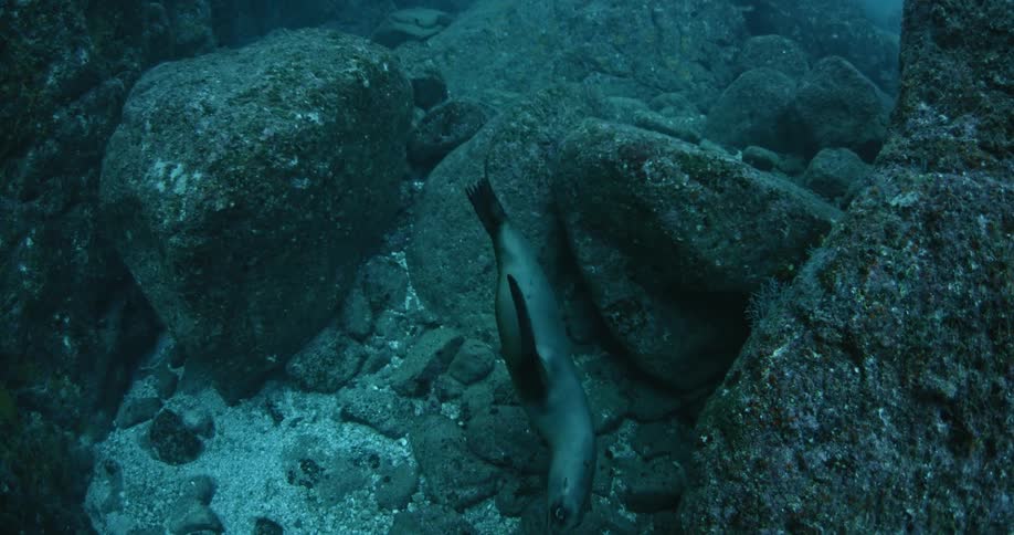 A seal swims underwater past some rocks