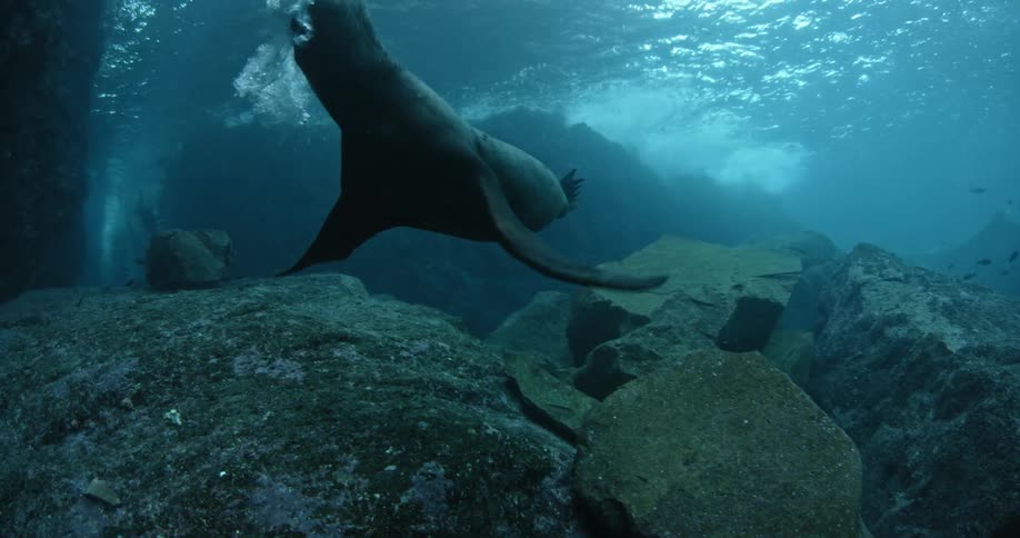 Seal swimming near ocean floor and floating upwards