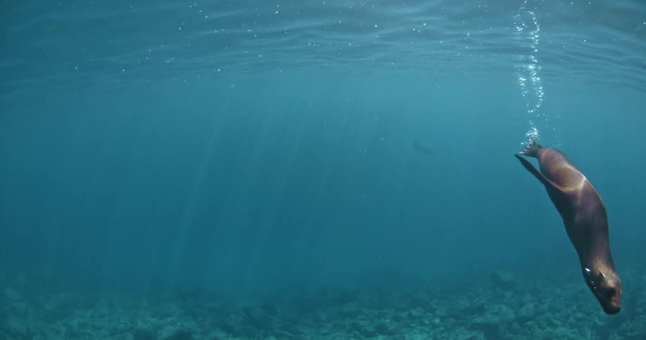 A seal dives down into the water