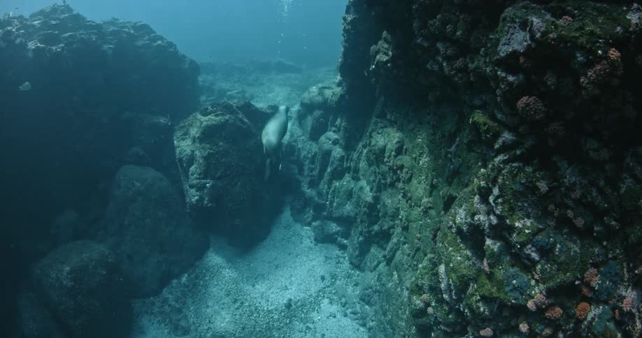 A seal swims past some rocks and sand underwater