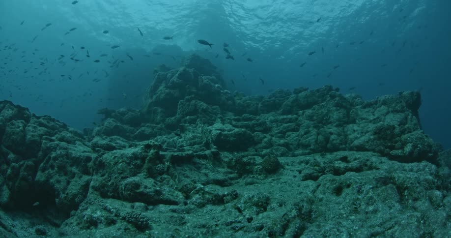 A school of fish is swimming above a rocky sea floor