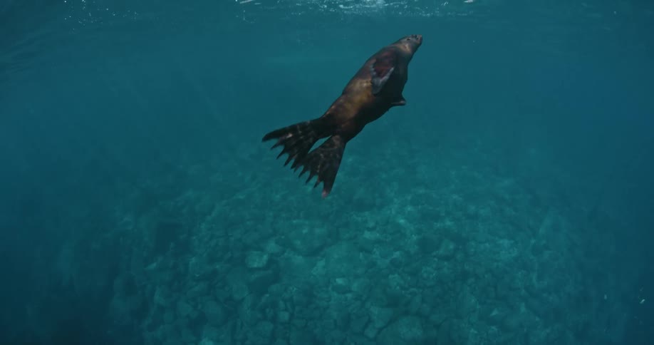 A seal diving and resurfacing in water