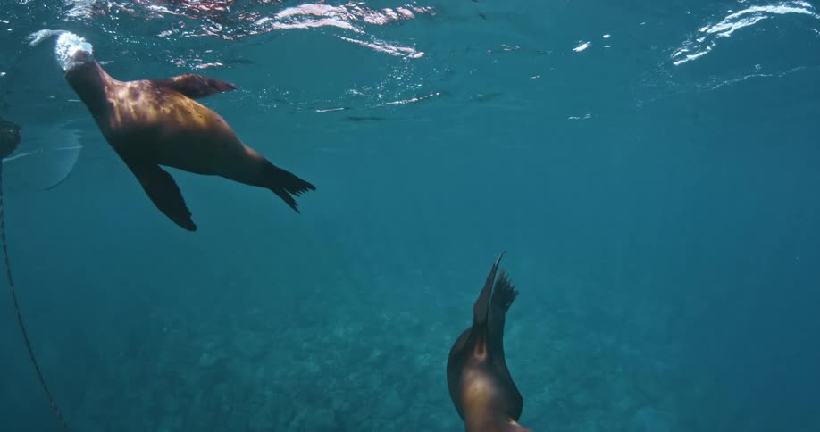 Seals swimming and surfacing