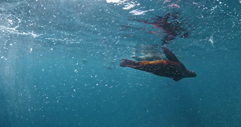 Sea lions swim near the ocean surface
