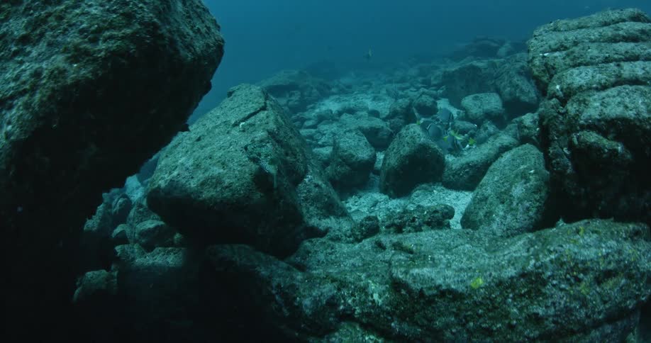 Fish swim near the rocky ocean floor