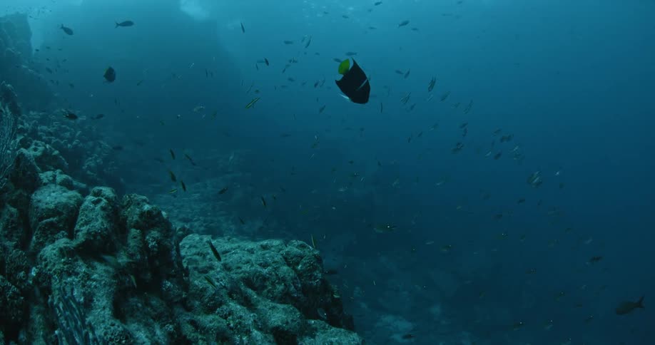 Many fish swimming near the ocean floor