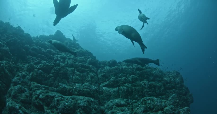 Seals swim up to the ocean surface