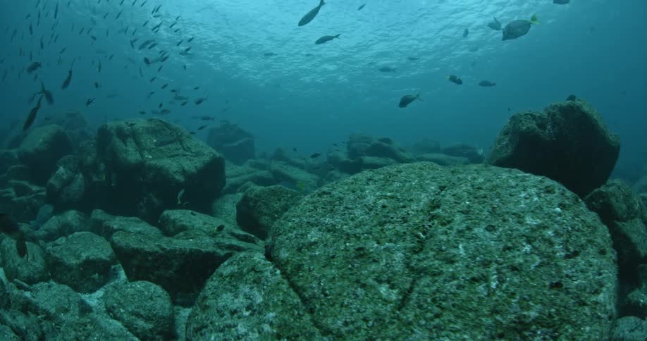 Fish are swimming above a rocky sea floor during the day