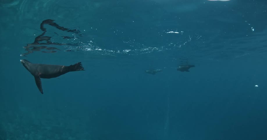 A sea lion swims near the surface of the ocean
