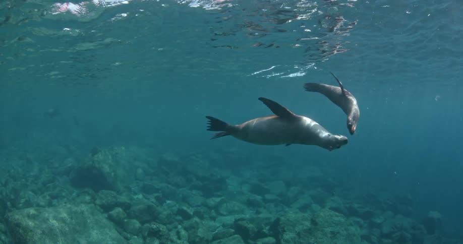 Two sea lions swimming in the ocean during daylight