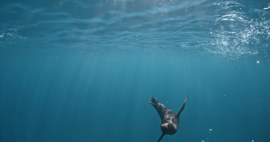 Seal swims underwater near the surface