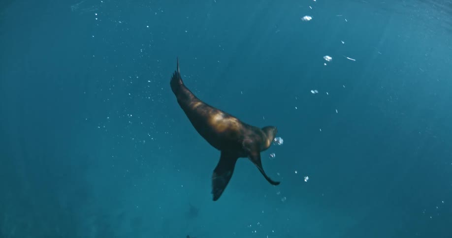 Seal diving from the surface of the water and swimming playfully below
