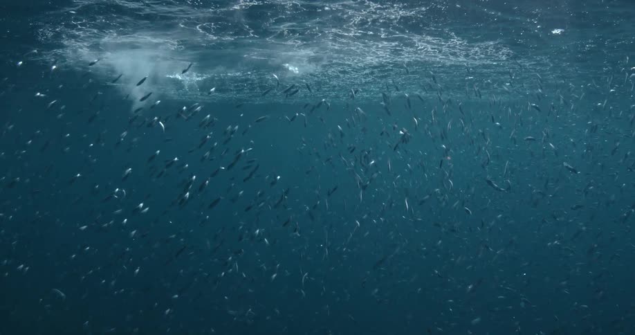 A school of small fish swim near the ocean surface