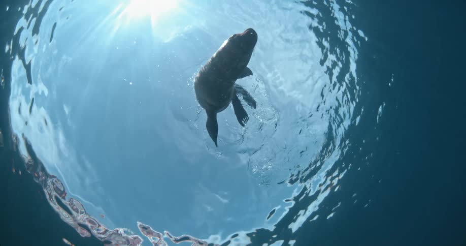 Seal swims underwater near the surface