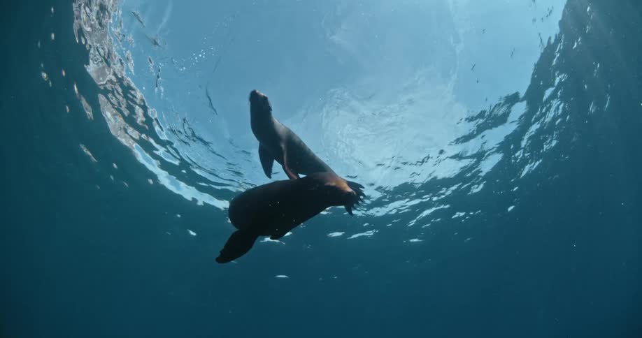 Two seals swimming in the water