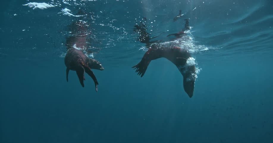 Sea lions swim near the ocean surface