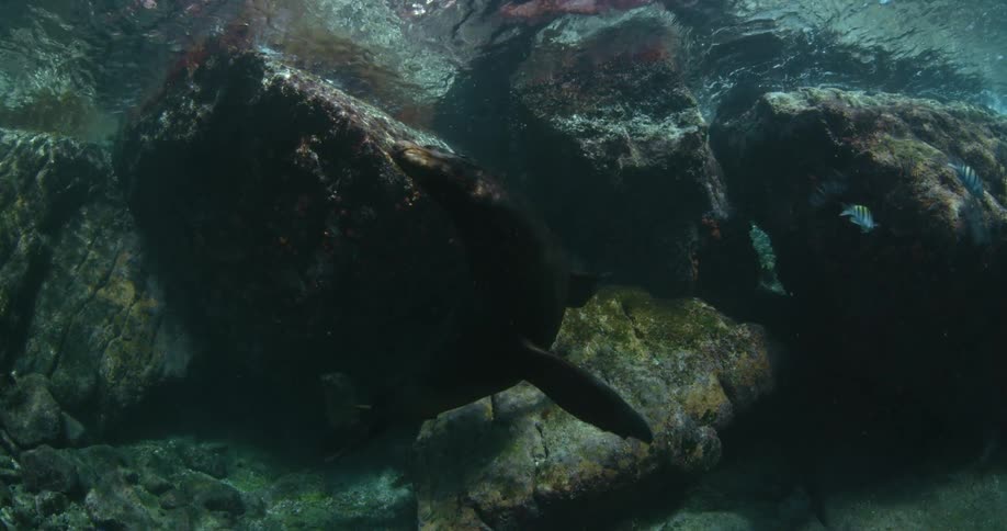 A seal is swimming along the rocks underwater
