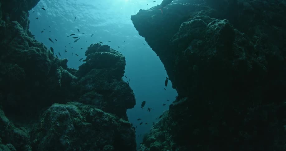 Underwater fish swim between the rocks
